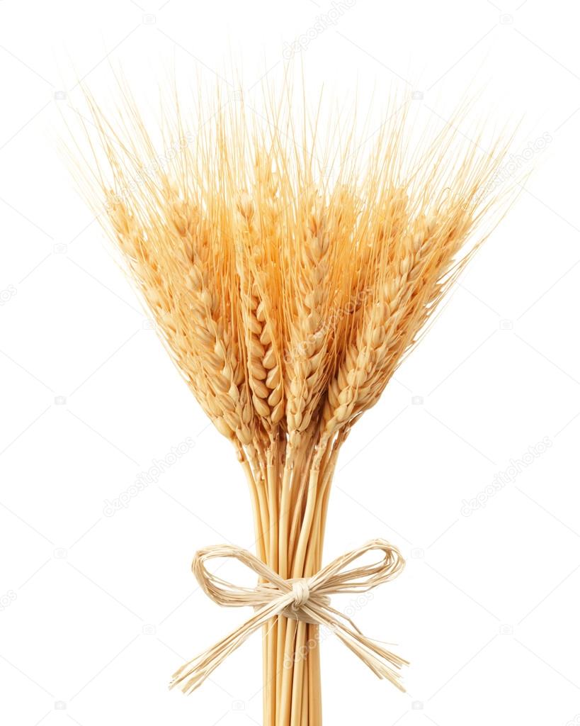 Spighe Di Grano Essiccate 100 Pezzi | 40 Cm Per Bouquet E Decorazioni | Colore Naturale - Foto 11