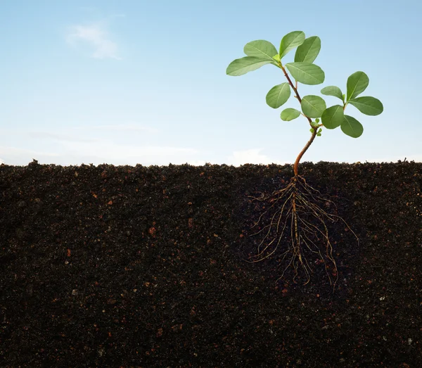 Wortels van een plant — Stockfoto