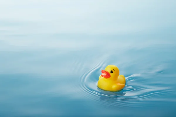 Duck — Stock Photo, Image