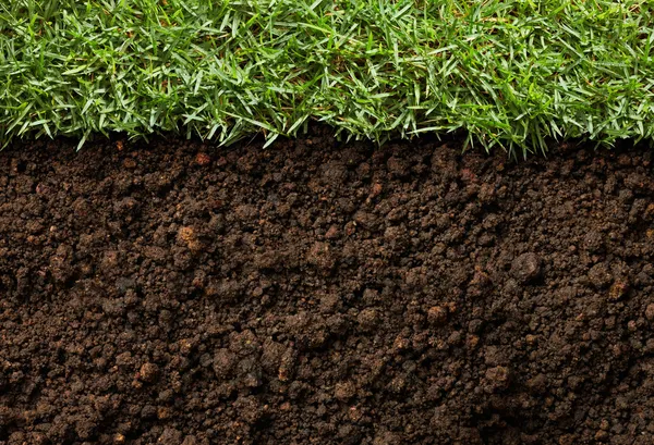 Grass and dirt — Stock Photo, Image