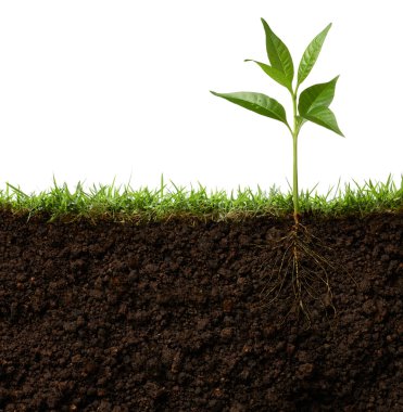 plant with roots clipart