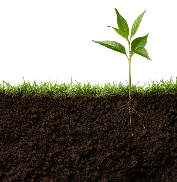 Planta com raízes — Fotografia de Stock