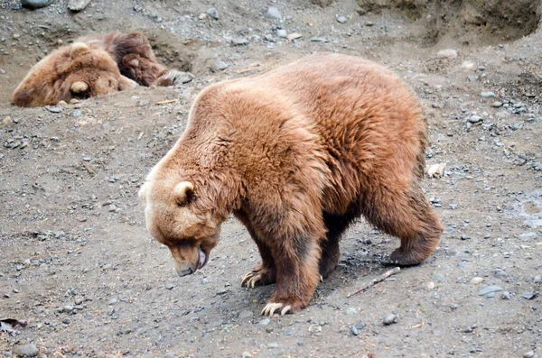 Spettacolari Orsi Grizzly Riposano Buchi Terreno Scavati Loro Nello Zoo — Foto Stock