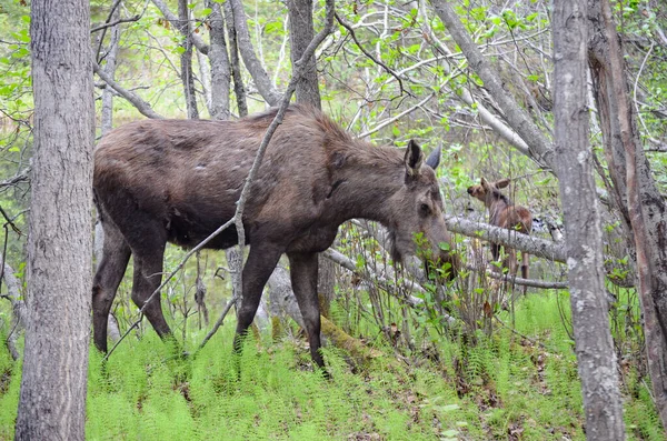 Spectacular Young Reindeer Hidden Vegetation Tree Trunks Alaska Usa United — Stock Photo, Image