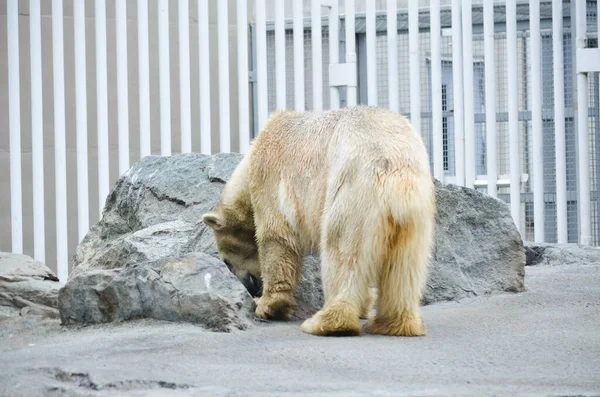 동물원에서 바위와 막대를 배경으로 북극곰 — 스톡 사진