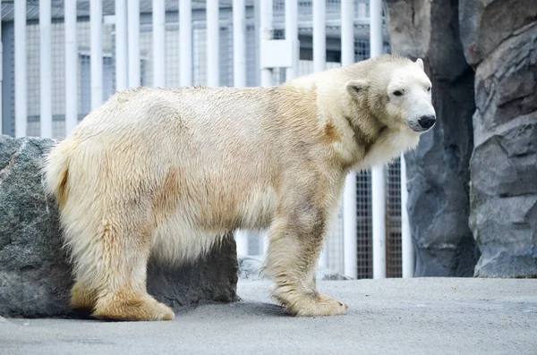 Espectacular Oso Polar Pie Roca Bares Fondo Zoológico —  Fotos de Stock
