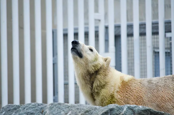 Espectacular Oso Polar Pie Roca Bares Fondo Zoológico —  Fotos de Stock