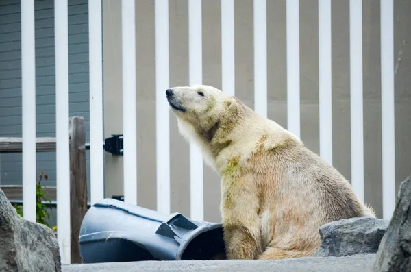 동물원에서 바위와 막대를 배경으로 북극곰 — 스톡 사진