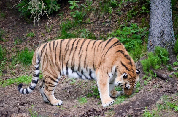 Nádherný Bengálský Tygr Stojící Bujné Vegetaci Zoologické Zahradě Aljašce Usa — Stock fotografie
