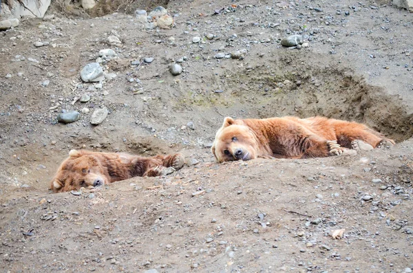 Espectacular Oso Pardo Descansando Agujeros Tierra Excavados Por Ellos Zoológico —  Fotos de Stock