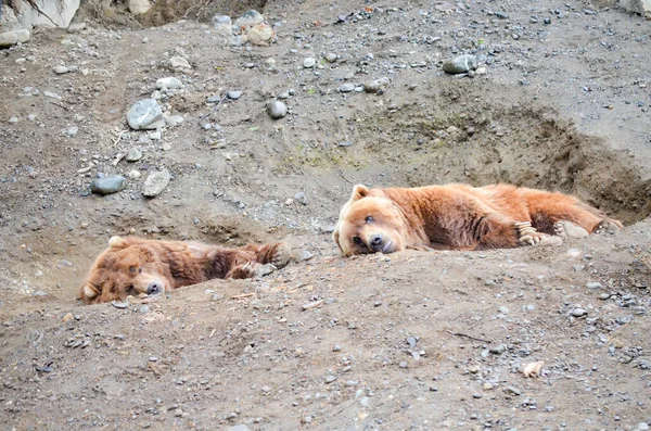 Espetaculares Ursos Pardos Descansando Buracos Solo Cavado Por Eles Zoológico — Fotografia de Stock