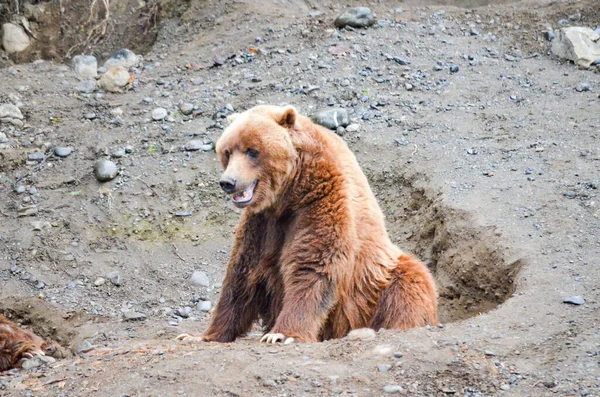 Spectacular Grizzly Bears Resting Holes Soil Dug Them Zoo Alaska — Stock Photo, Image