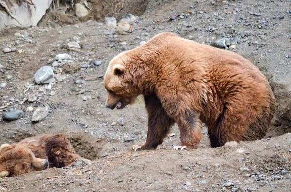 알래스카의 동물원에서 파묻혀 회색곰 — 스톡 사진