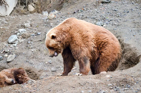 アメリカ合衆国アラスカ州の動物園で彼らが掘った土の穴の中に眠る壮大なグリズリー — ストック写真
