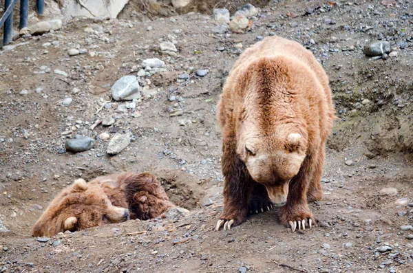 Espetaculares Ursos Pardos Descansando Buracos Solo Cavado Por Eles Zoológico — Fotografia de Stock