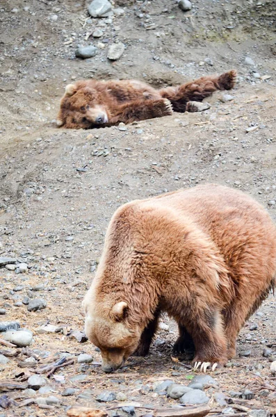 Espectacular Oso Pardo Descansando Agujeros Tierra Excavados Por Ellos Zoológico —  Fotos de Stock