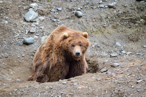 Espetacular Urso Pardo Descansando Buracos Solo Cavado Por Eles Zoológico — Fotografia de Stock