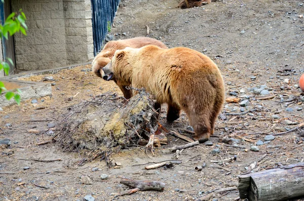 Spectacular Grizzly Bears Walking Huge Cage Soil Vegetation Zoo Alaska — Stock Photo, Image