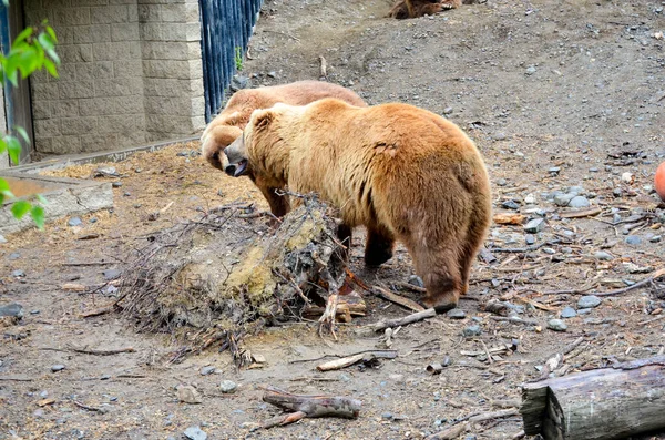 Espectacular Oso Pardo Caminando Una Jaula Enorme Con Suelo Vegetación —  Fotos de Stock