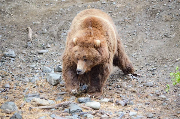 Urso Pardo Espetacular Andando Uma Gaiola Enorme Com Solo Vegetação — Fotografia de Stock