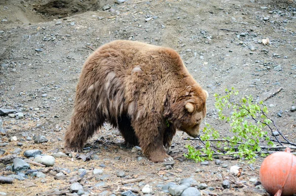 Spectacular Grizzly Bear Walking Huge Cage Soil Vegetation Zoo Alaska — Stock Photo, Image