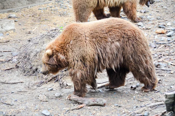 Spektakulärer Grizzlybär Steht Einem Riesigen Käfig Mit Erde Und Vegetation — Stockfoto