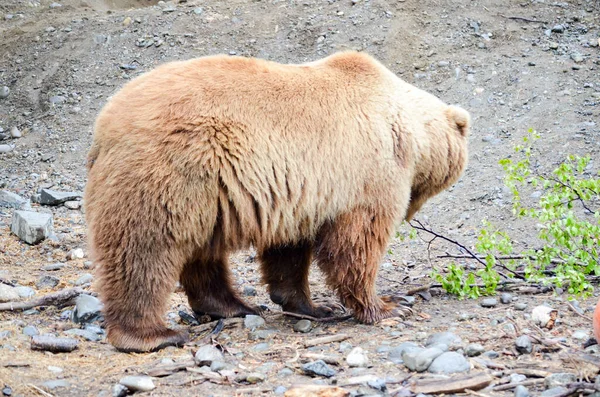 Spettacolare Orso Grizzly Piedi Una Grande Gabbia Con Terreno Vegetazione — Foto Stock