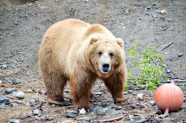 Látványos Grizzly Medve Áll Oldalán Egy Labdát Egy Hatalmas Ketrecben — Stock Fotó