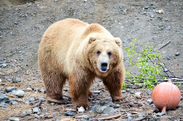 Spectacular Grizzly Bear Standing Its Side Ball Huge Cage Soil — Stock Photo, Image