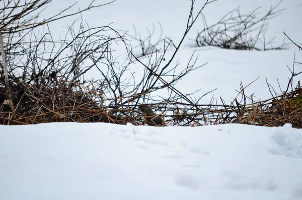 Spektakulära Groundhog Gömd Bland Buskar Snön Alaska Usa Usa — Stockfoto