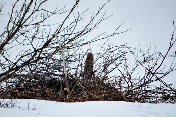 Espetacular Groundhog Escondido Entre Arbustos Neve Alaska Eua Estados Unidos — Fotografia de Stock