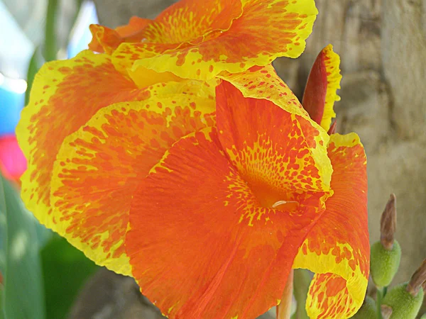 Flor naranja — Foto de Stock