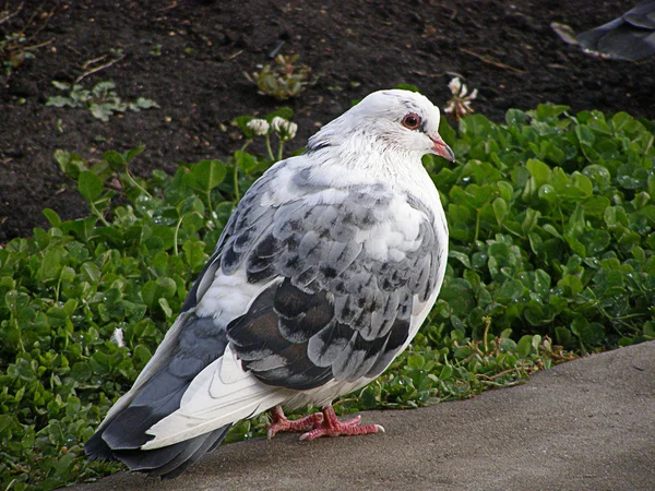 Taube — Stockfoto