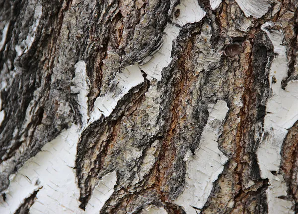 박 달 나무 나무 껍질 — 스톡 사진