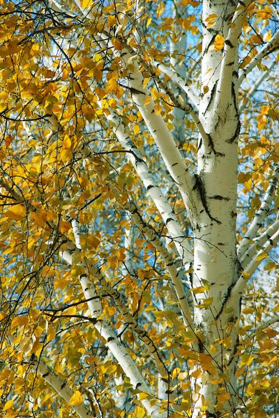 Herfst berk — Stockfoto