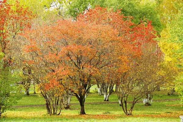 Sonbahar ağaçlar — Stok fotoğraf