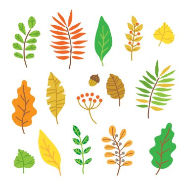 Sonbahar yaprakları beyaz arka planda izole. Vektör çizimi. Kitapçık, poster ve afiş için düz tasarım ögeleri.
