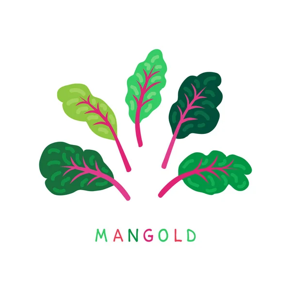 Mangold Suíço Acelga Beterraba Folhas Produto Nutrição Alimentar Saudável Conceito — Vetor de Stock