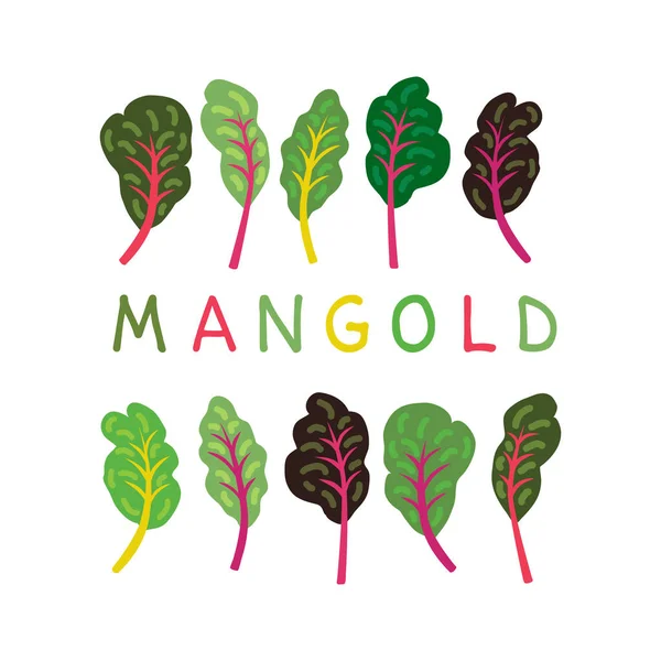 Mangold Bladeren Regenboog Zwitserse Snijbiet Biet Gezonde Voeding Product Lifestyle — Stockvector