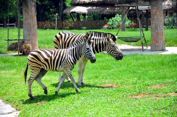 Two zebras — Stock Photo, Image