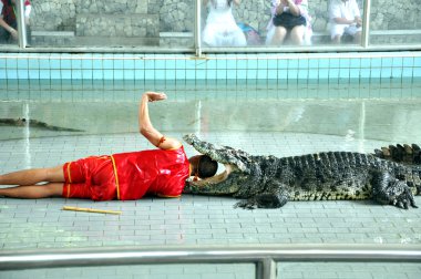 Tayland timsah gösterisi