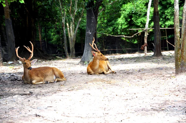 Two deer — Stock Photo, Image