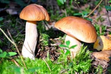 iki ceps mantar