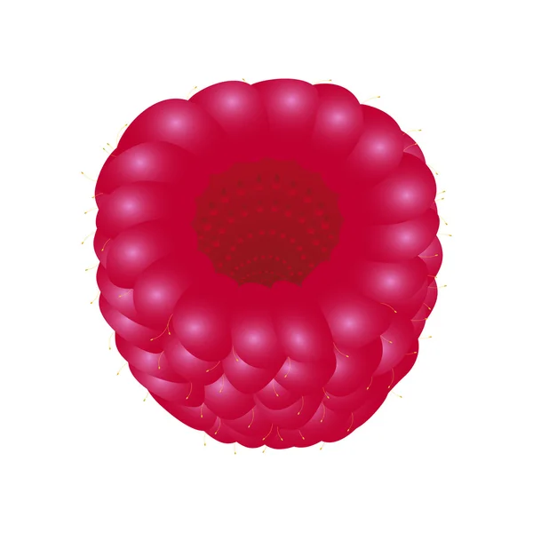 Framboises — Image vectorielle