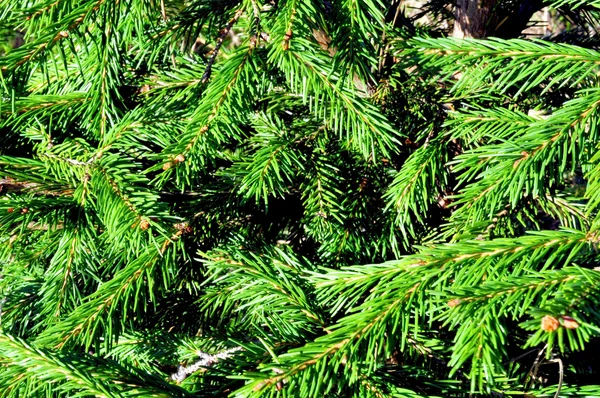 Spruce trä textur — Stockfoto