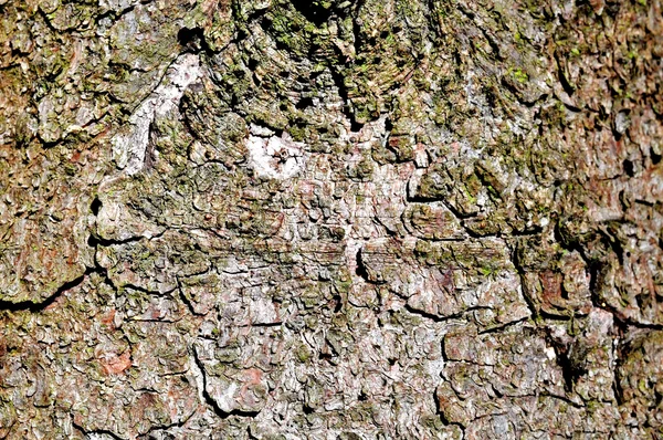 Texture of a pine tree — Stock Photo, Image