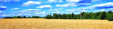 buğday alan Panoraması