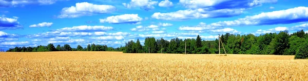 Панорама пшеничного поля — стокове фото