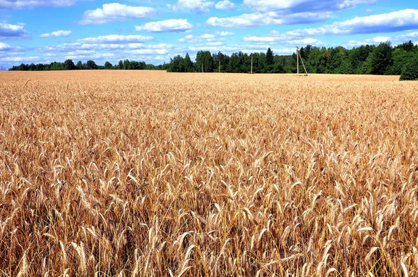 Buğday alan Panoraması — Stok fotoğraf
