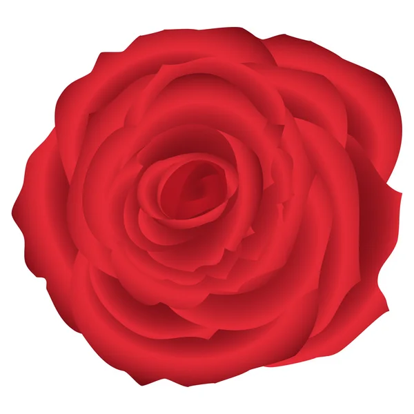 Rosa vermelha — Vetor de Stock